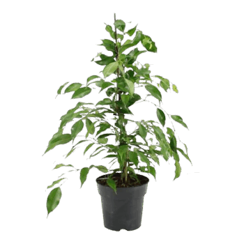 Ficus benjamina Danita Birkenfeige 17_plantlovers_70