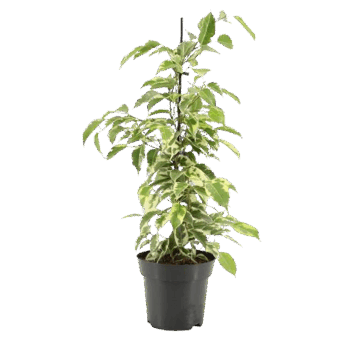Ficus benjamina Samantha Birkenfeige