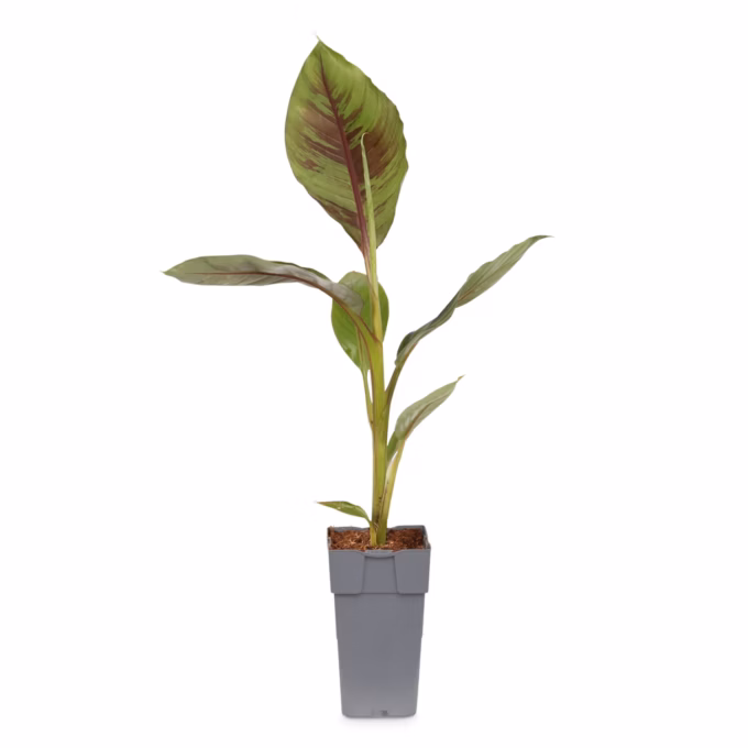 Musa sikkimensis