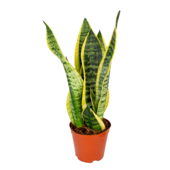 Sansevieria trifasciata futura superba bogenhanf 14 cm Topf Höhe 50 cm von plantlovers