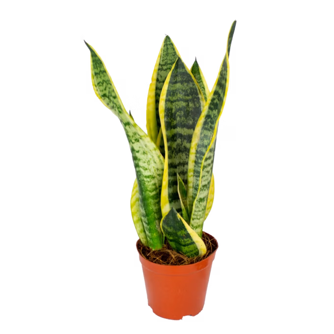 Sansevieria trifasciata futura superba bogenhanf 14 cm Topf Höhe 50 cm von plantlovers