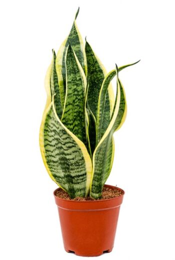 sansevieria trifasciata superba 14