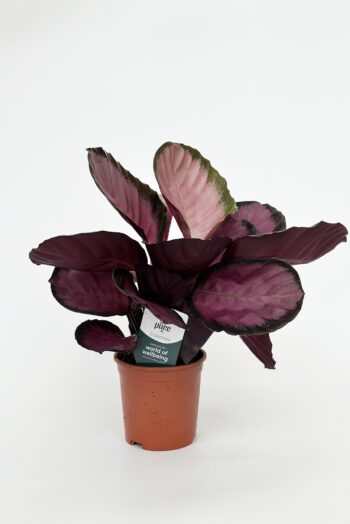 calathea roseopicta crimson picturata 14_plantlovers_50
