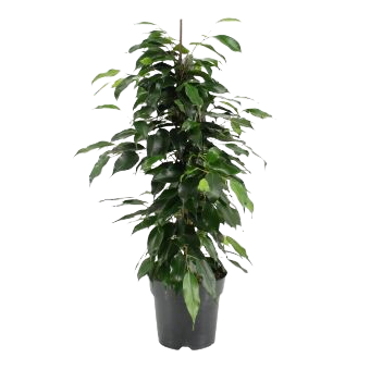 ficus benjamina danielle birkenfeige