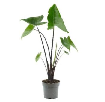 Alocasia black zebrina pfeilblatt zebrina