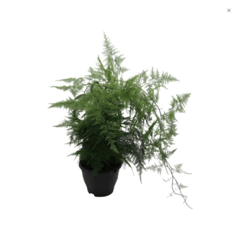 Asparagus setaceus plumosus Ampel Hängetopf Hängepflanze