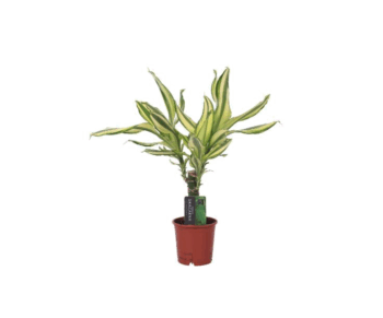 Dracaena fragrans yellow coast 11-plantlovers-40