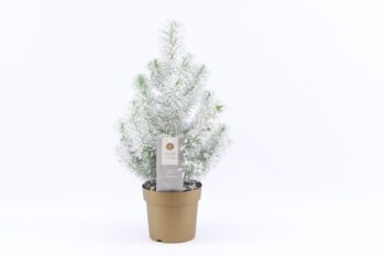 Pinus pinea Silver Crest snow schnee-konifere