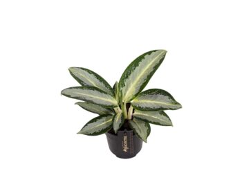Aglaonema silver blue