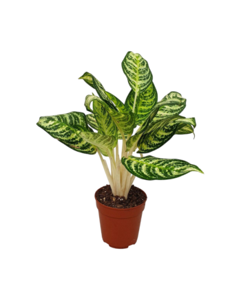 Aglaonema Zebra Feathers Kolbenfaden zimmerpflanzen schweiz