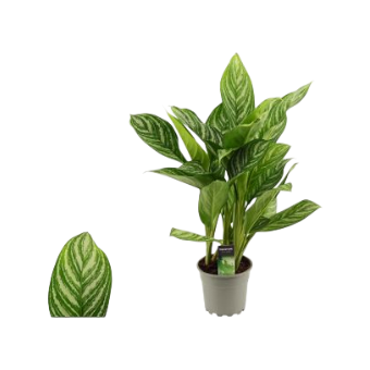 Aglaonema stripes kolbenfaden 19 plantlovers 55 zimmerpflanze einfach pflegeleicht schweiz
