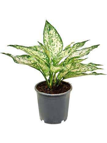 Aglaonema white diamond kolbenfaden 12 plantlovers 30 zimmerpflanzen