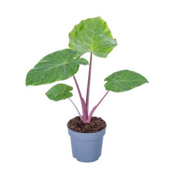 Alocasia Imperial Red