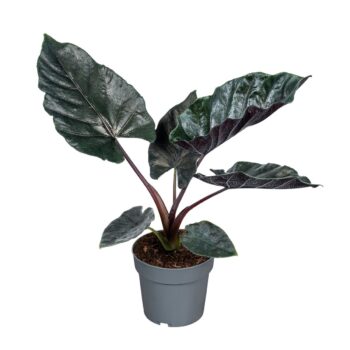 Alocasia antoro velvet 14 plantlovers 40 pfeilblatt zimmerpflanze elefantenohr schweiz bestellen kaufen