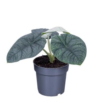 Alocasia melo