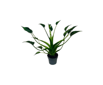 alocasia tiny dancer pfeilblatt zimmerpflanze pianta dappartamento