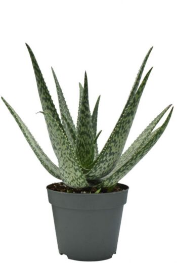 Aloe Medivera Meridiaan 14 plantlovers zimmerpflanzen schweiz