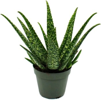 aloe medivera tropical 14