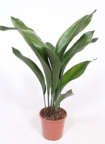 Aspidistra eliator Schusterpalme