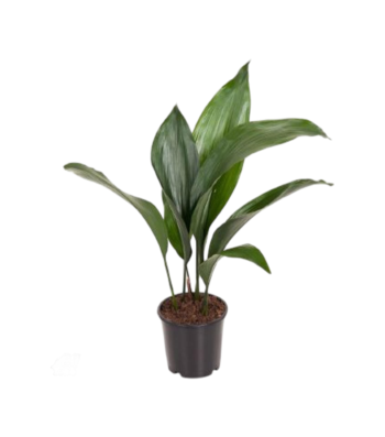 Aspidistra eliator 15