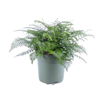Asplenium parvati streifenfarn 27