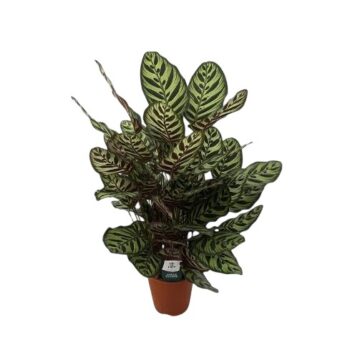 calathea makoyana 24