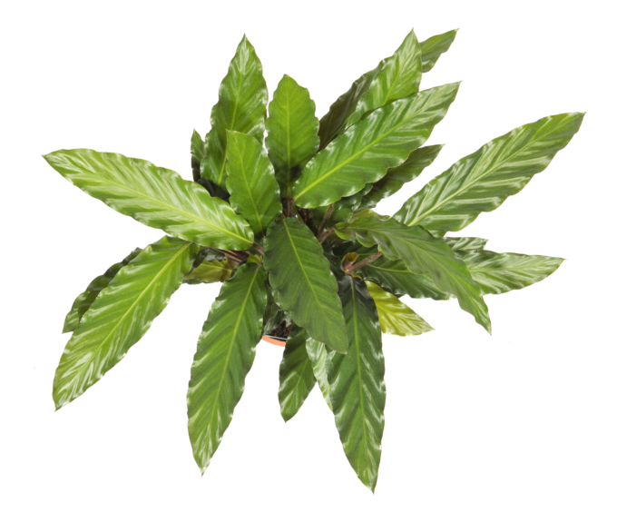 calathea pot size Calathea Faux Potted Plant main image 1