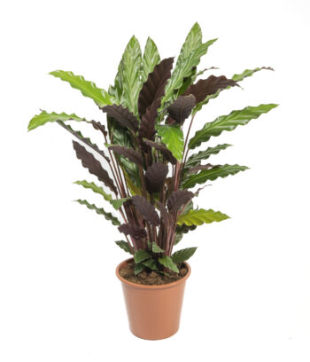 calathea rufibarba 17