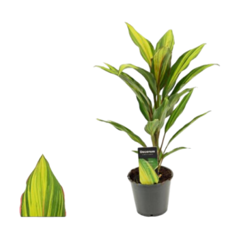 Cordyline fruticosa Kiwi