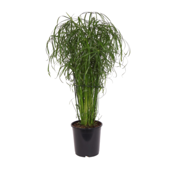 cyperus alternifolius zyperngras 21 zimmerpflanze