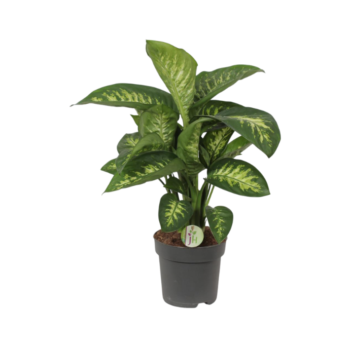 Dieffenbachia amoena reeva dieffenbachie 2175