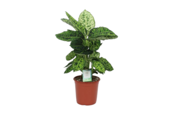 Dieffenbachia seguine reflector 24 zimmerpflanze plantlovers