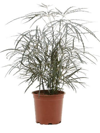 Dizygotheca elegantissima falsche aralie zimmerpflanze schweiz 19