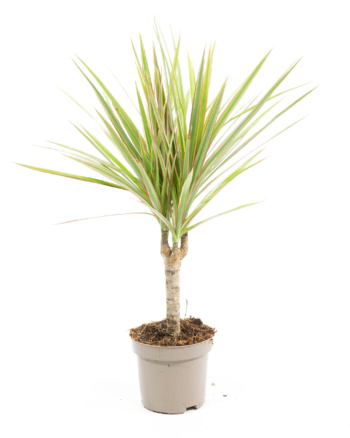 dracaena marginata bicolor zimmepflanze plantlovers schweiz 15