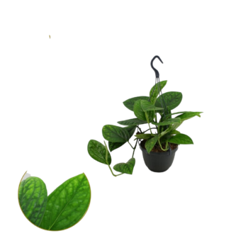 Epipremnum aureum marble Planet