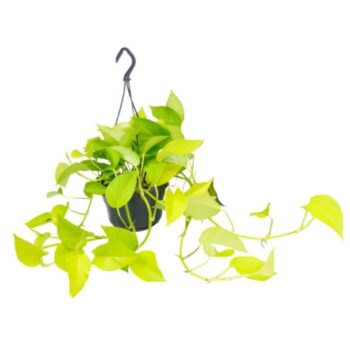 Epipremnum pinnatum golden photos efeutute h15-plantlovers-45-ampel-haenger