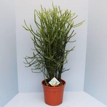 euphorbia tirucalli BIO