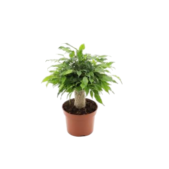 Ficus benjamina green Kinky 12-plantlovers-30-birkenfeige-zimmerpflanze-schweiz