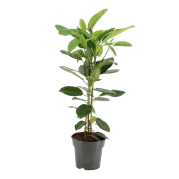 Ficus microcarpa Fuji