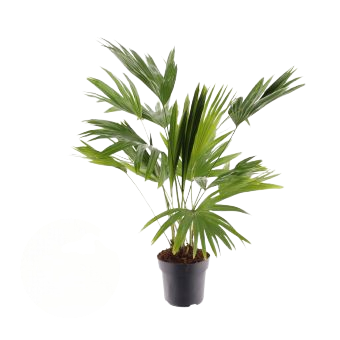 Livistona rotundifolia