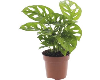 monstera adansonii fensterblatt