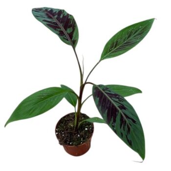 Musa acuminata Zebrina Bananenpflanze