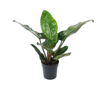 Philodendron imperial green 2 baumfreund 19 plantlovers zimmerpflanze schweiz