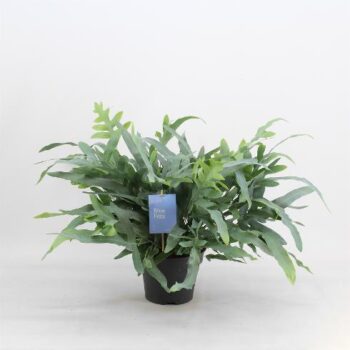 phlebodium aureum blue star goldtüpfelfarn 17