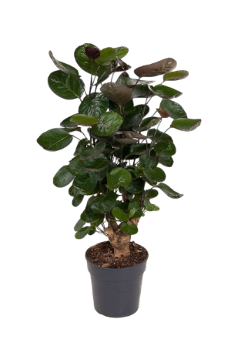 Polyscias scutellaria Fabian Balfour-Aralie 19 plantlovers 65 zimmerpflanze schweiz