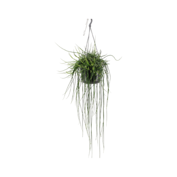 Rhipsalis floccosa korallenkaktus sukkulentente kaktus zimmerpflanze schweiz kaufen bestellen einfach pflegeicht