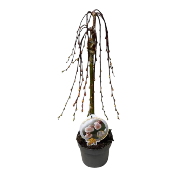 Salix caprea Kilmarnock