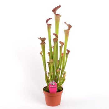 Sarracenia Farnhamii Schlauchpflanze plantlovers 12