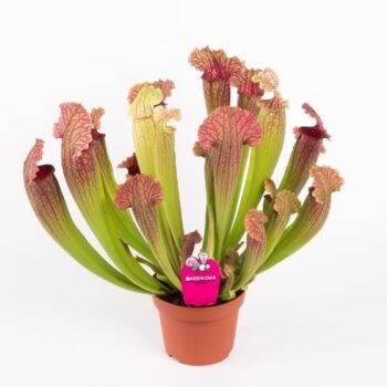 Sarracenia Fiona Schlauchpflanze 12