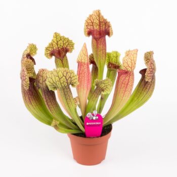 Sarracenia Mitchelliana Schlauchpflanze 12